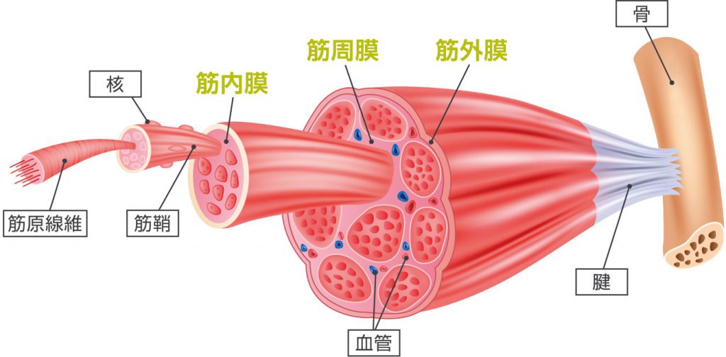 about2-fascia-anatomical-drawing-image-1024x504